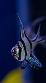 Close-up of fish swimming in sea