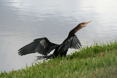 Close-up of bird on grass by lake