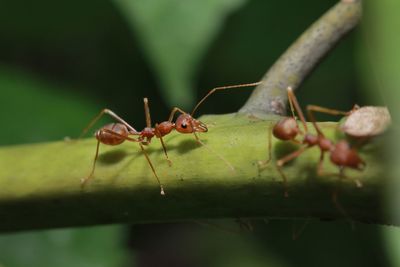 Close-up of ant on leaf