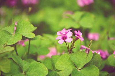 Close-up of pink flowers