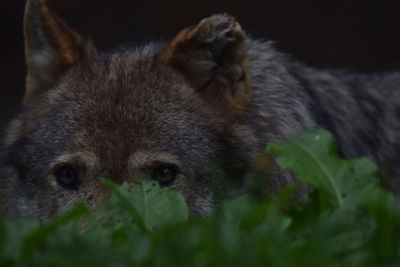 Close-up portrait of a rabbit