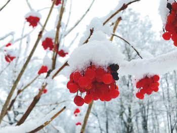 Close-up of snow covered plant