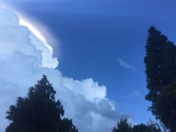 Low angle view of trees against blue sky