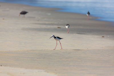 Black winged stilt