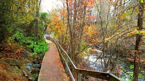 Walkway amidst trees