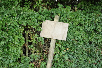 Plant growing on wooden structure