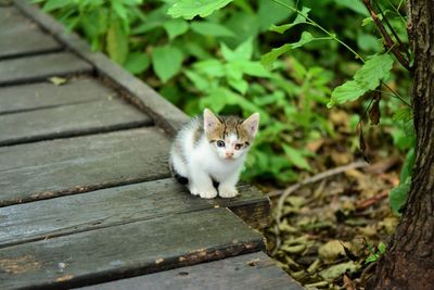 Portrait of a cat on wood