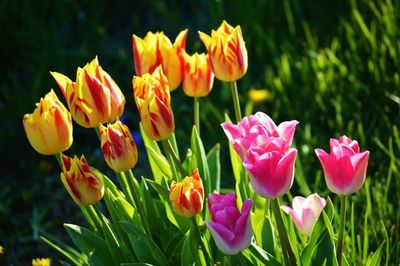 Close-up of pink tulips blooming in field