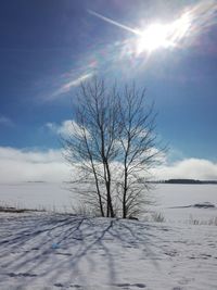 Bare tree on snow covered field against sky
