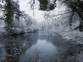 Scenic view of lake in forest