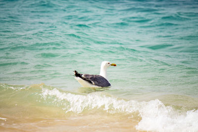 View of bird on beach