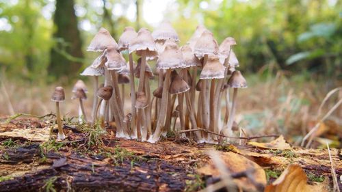 Close-up of mushrooms growing on field in forest