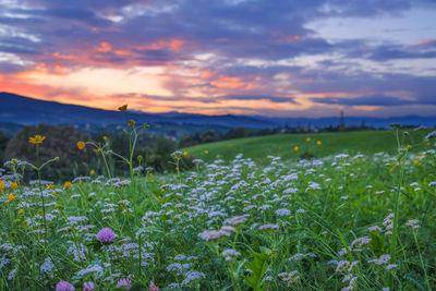 Close-up of flowers growing in field