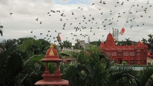 Birds flying over trees against sky