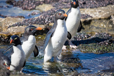 Penguins on rocks at beach