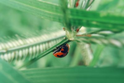 Close-up of ladybug on leaf