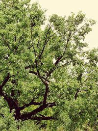 Low angle view of tree against sky