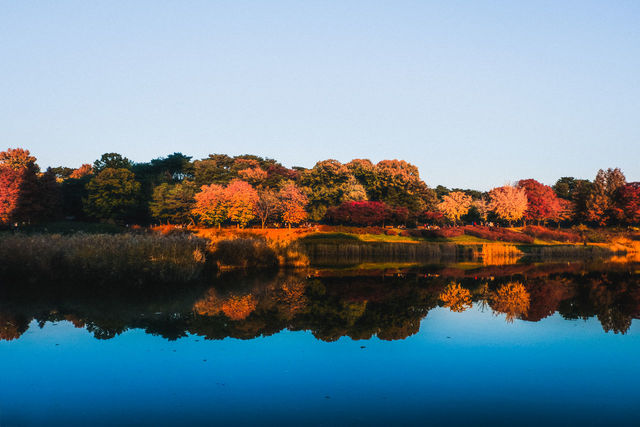 Reflection of trees in lake against clear | ID: 133287327