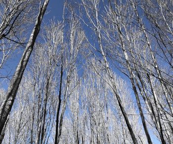 Low angle view of bare trees against clear blue sky
