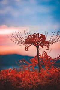 Close-up of red flowering plant against sky during sunset