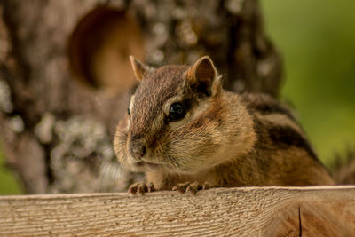 Close-up of squirrel on railing