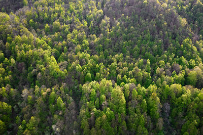 High angle view of pine trees in forest