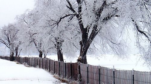 Bare trees on snow covered landscape