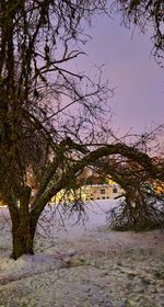 Tree by river in city against sky during winter