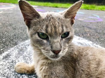 Close-up portrait of tabby cat