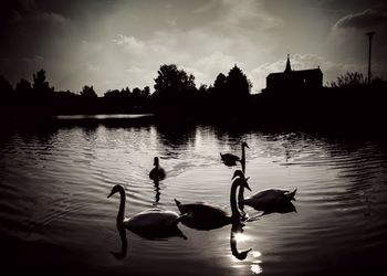 View of swans swimming in lake