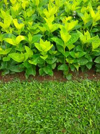 High angle view of plants growing on field