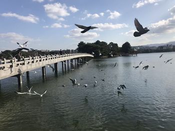 Birds flying over lake against sky
