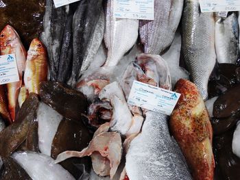 High angle view of fish for sale in market