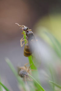 Close-up of insect on flower