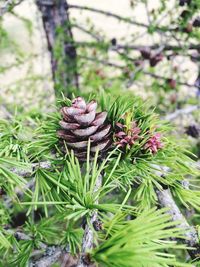 Close-up of plant