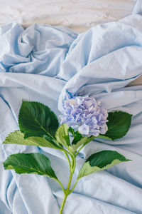 High angle view of white rose on bed