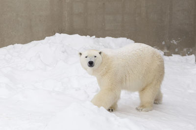 High angle view of white animal on snow