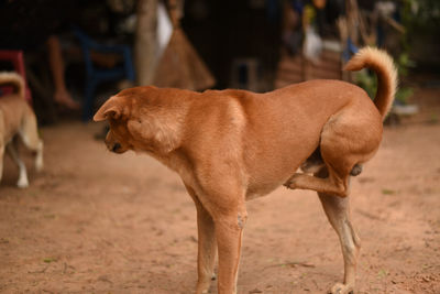 Full length of a dog on field