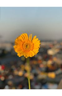 Close-up of yellow sunflower blooming against sky