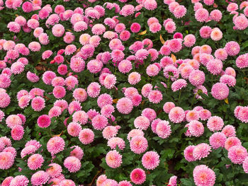 Full frame shot of pink flowering plants