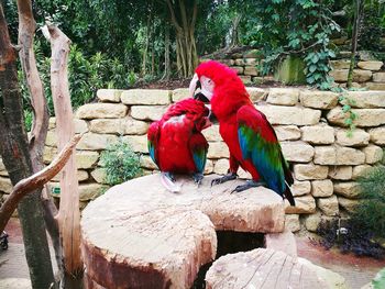 Two birds perching on tree