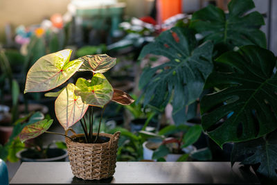 Close-up of potted plant leaves in yard