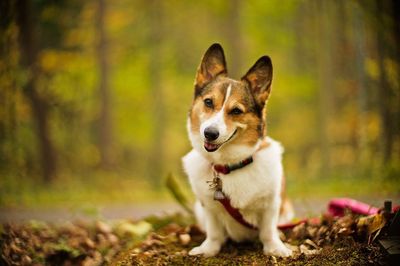 Close-up of pembroke welsh corgi