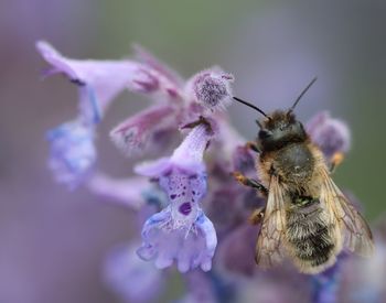 Close-up of bee pollinating on purple flower