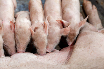 A newborn piglet is sucking milk from a mother pig