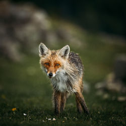 Portrait of a fox in the wild forest	