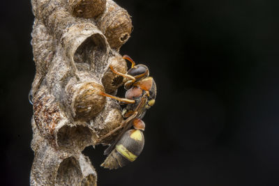 Ropalidia fasciata- paper wasp	
