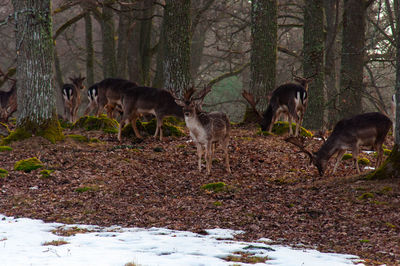 Deer in a forest