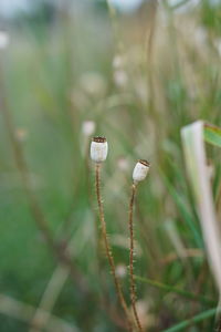 Close-up of snail on plant