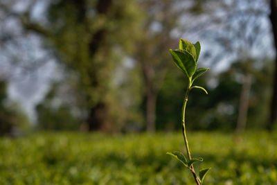 Close-up of tea leaf plant growing on field